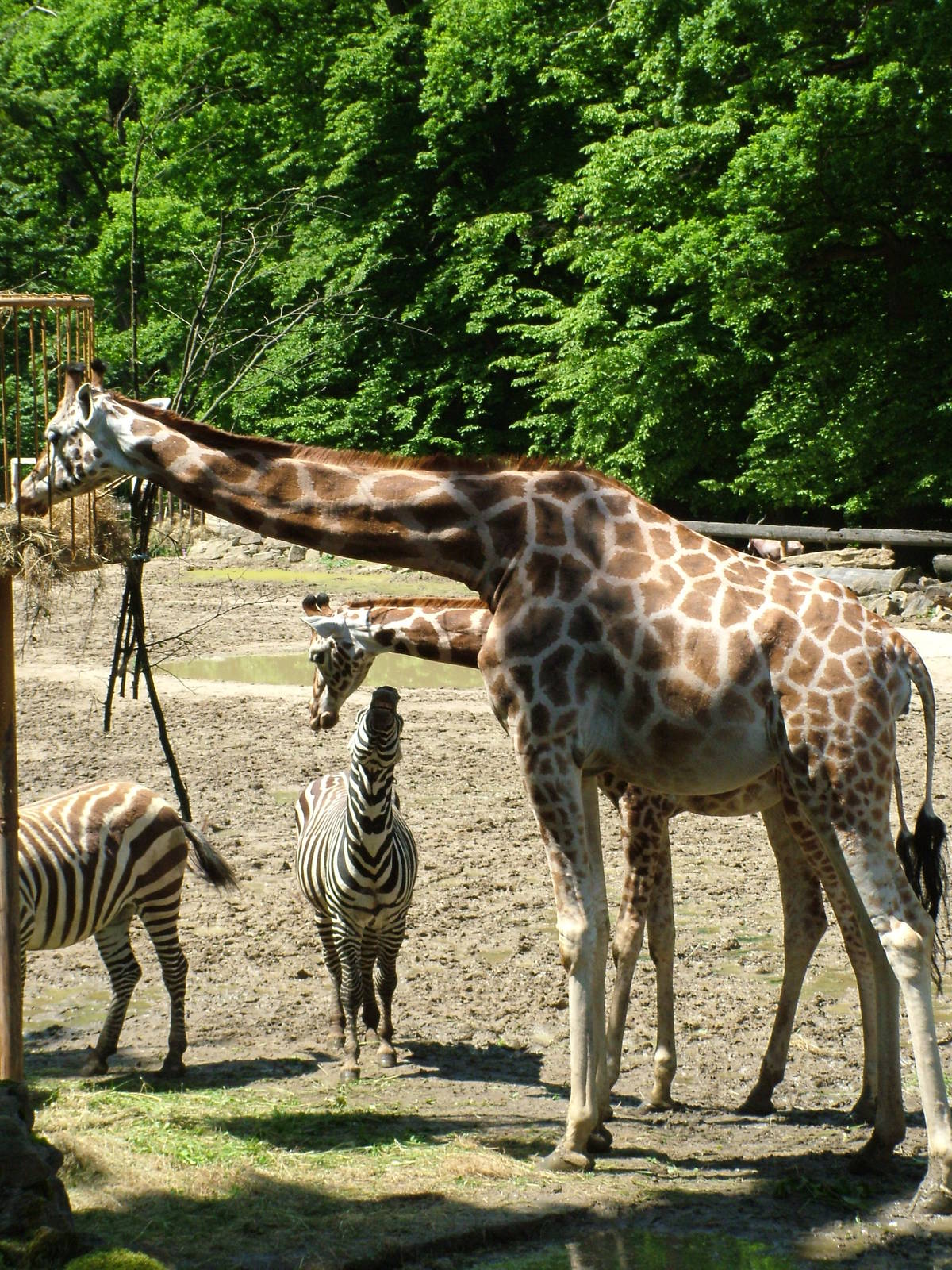 Giraffes and Zebras at Zlin, 28/05/10