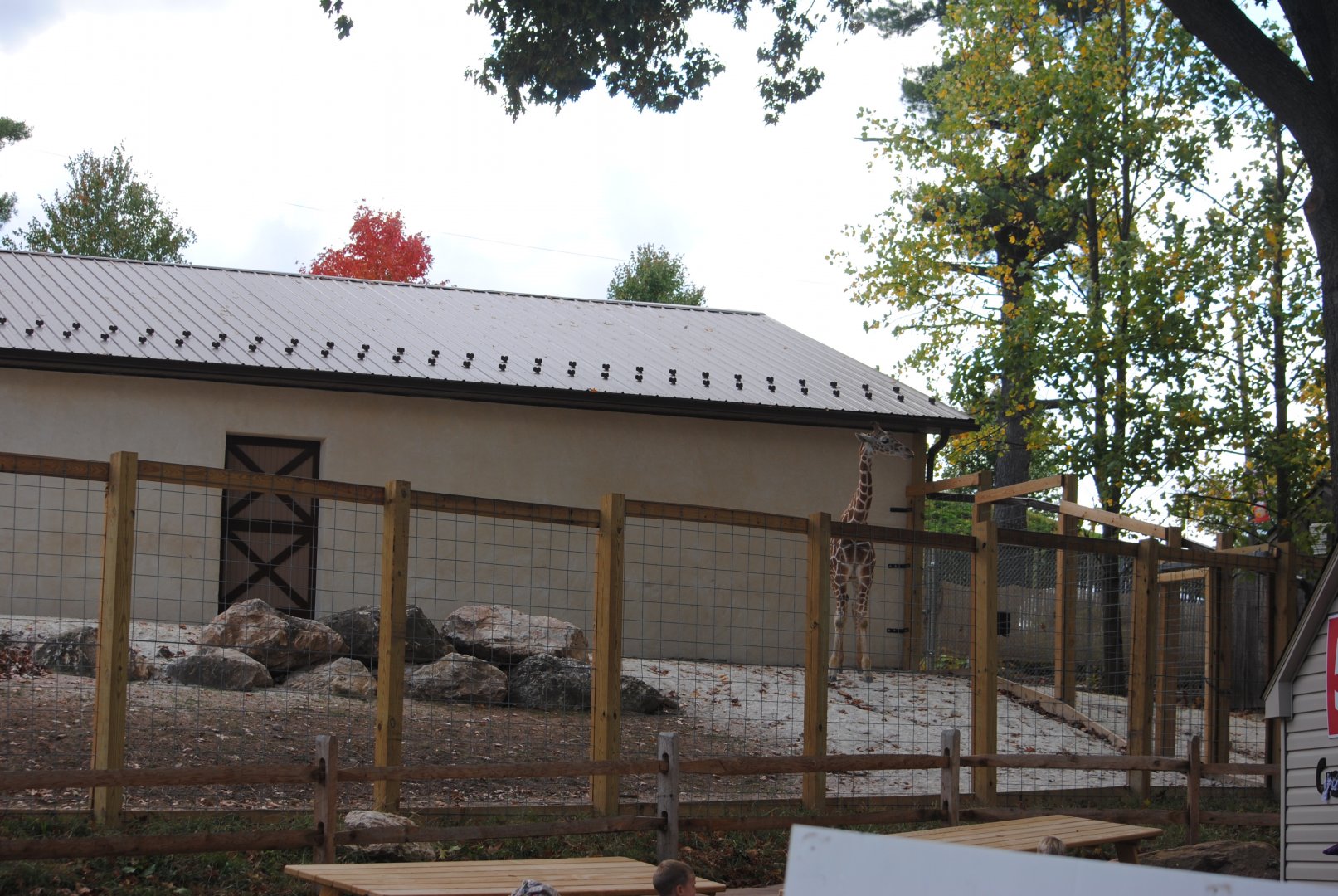 Giraffes and Zebras Barn