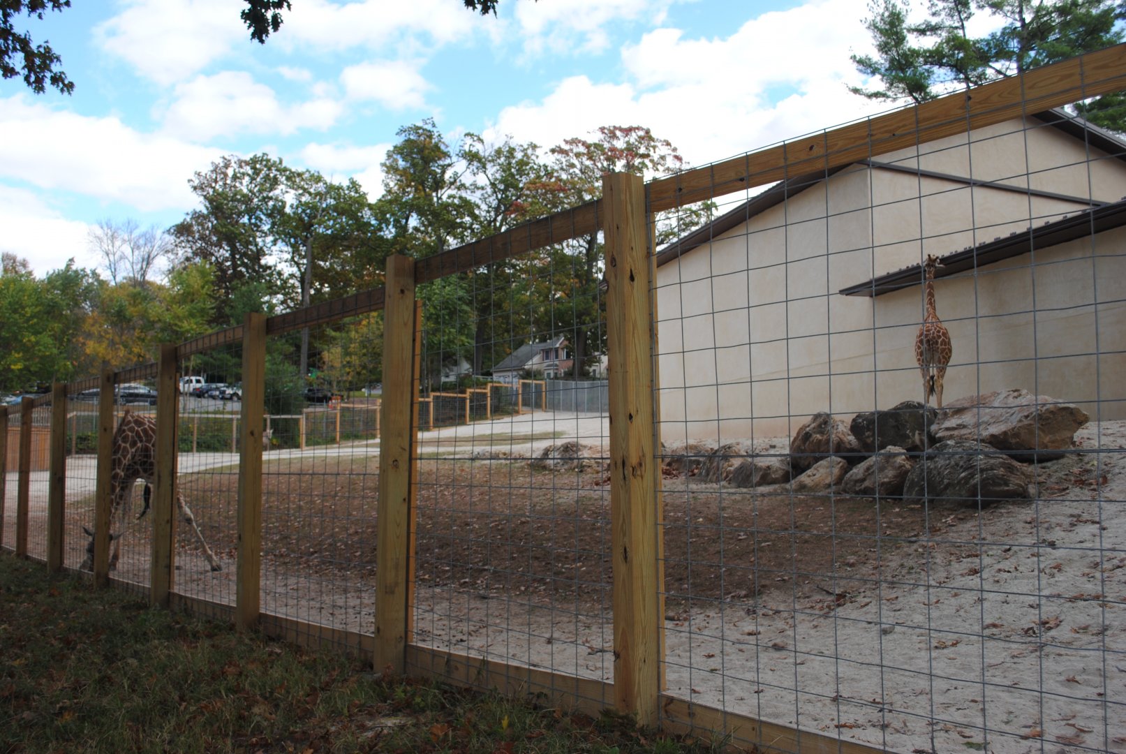 Giraffes and Zebras (Hartmann's) Paddock