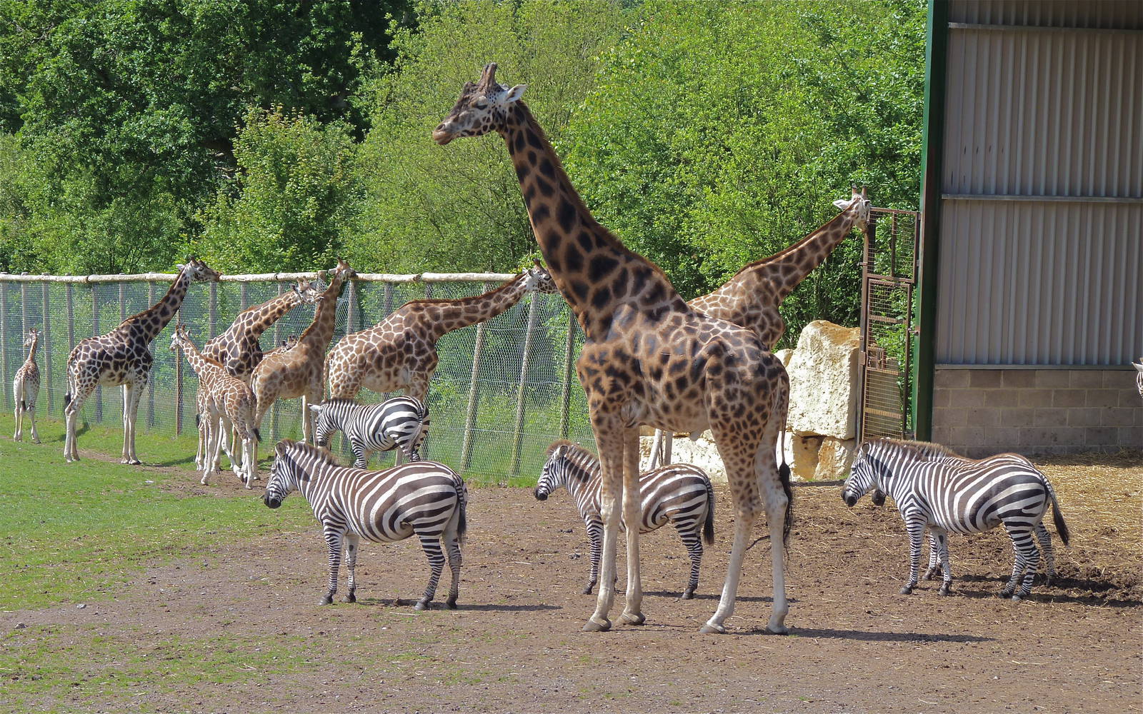 Giraffes and Zebras