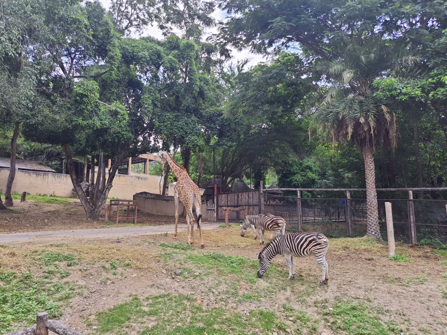 Giraffes and Zebras