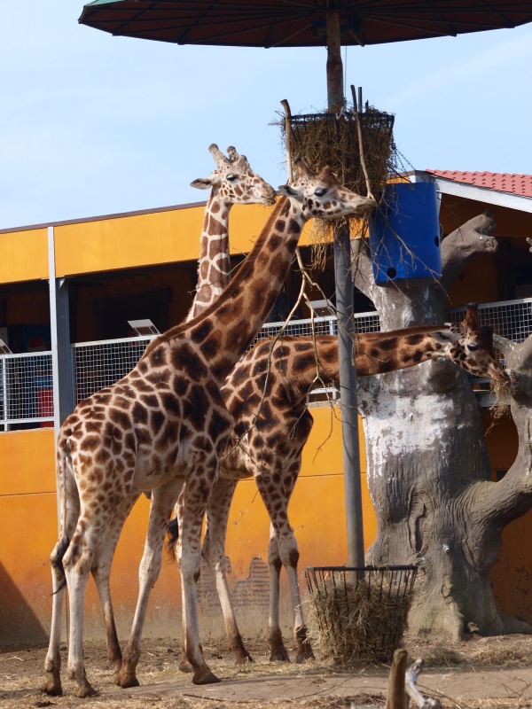 Giraffes (April 15th, 2015)