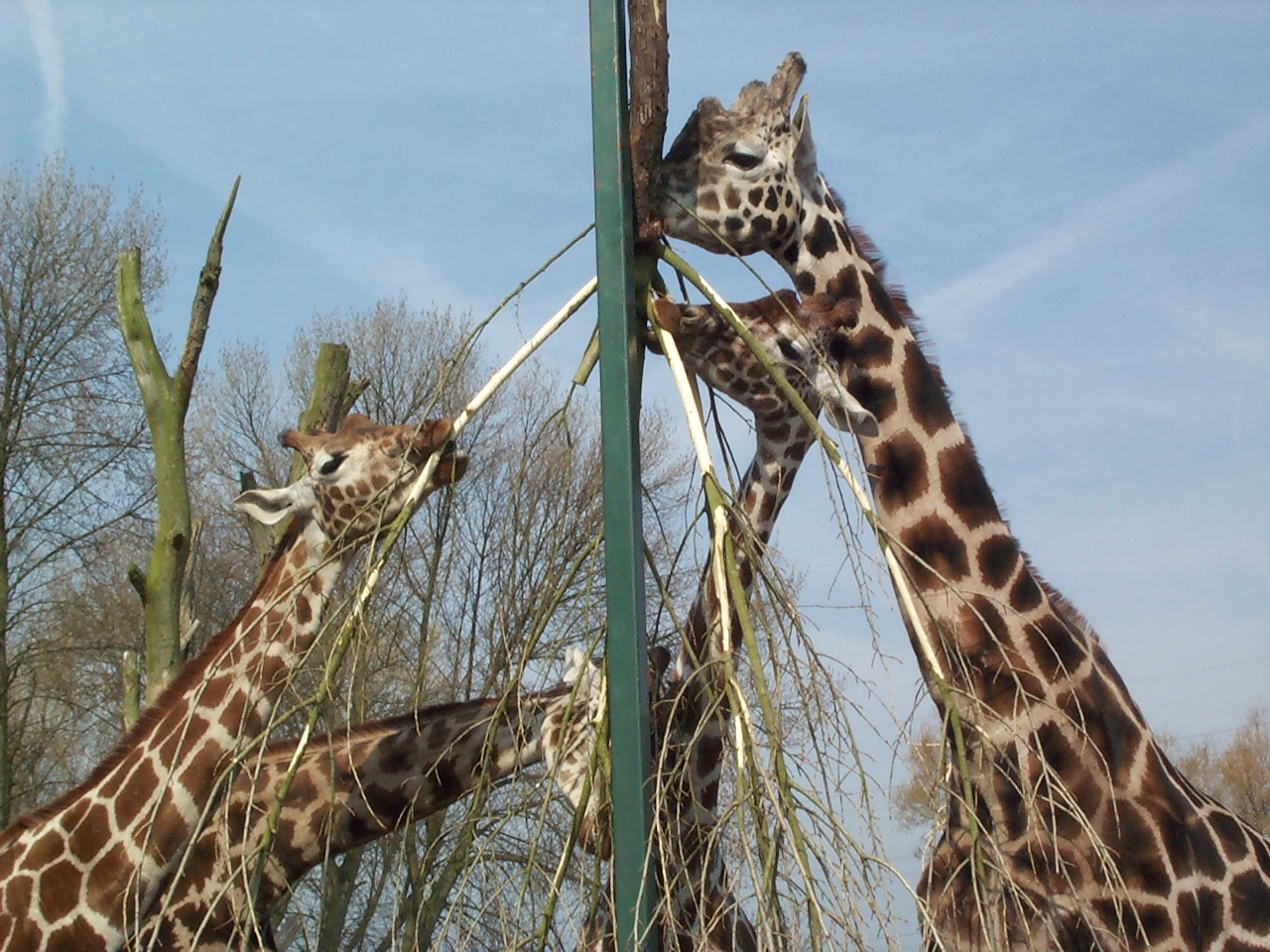 giraffes April 2000