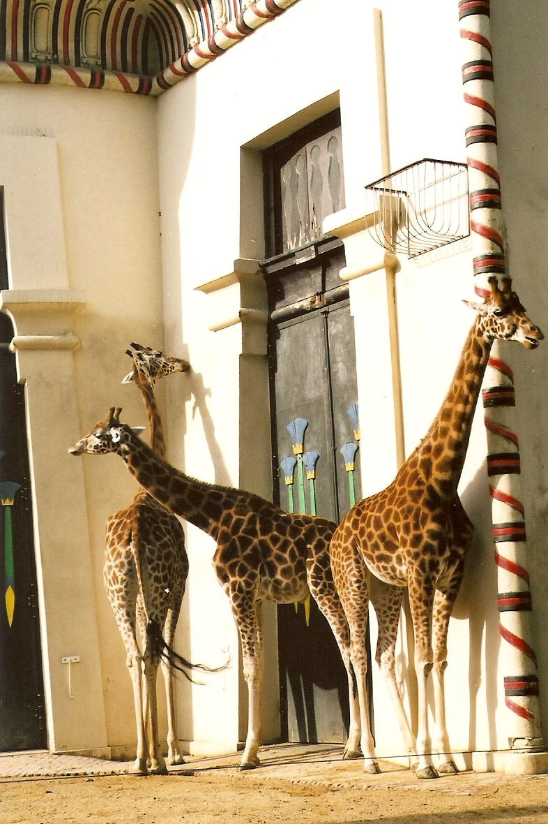 Giraffes at Antwerp Zoo 2002