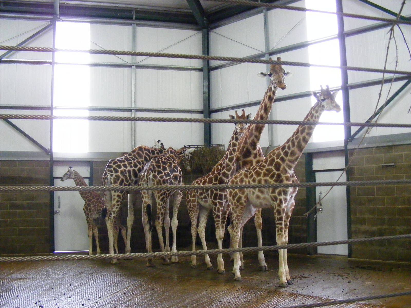 Giraffes at Banham Zoo, 14 September 2010