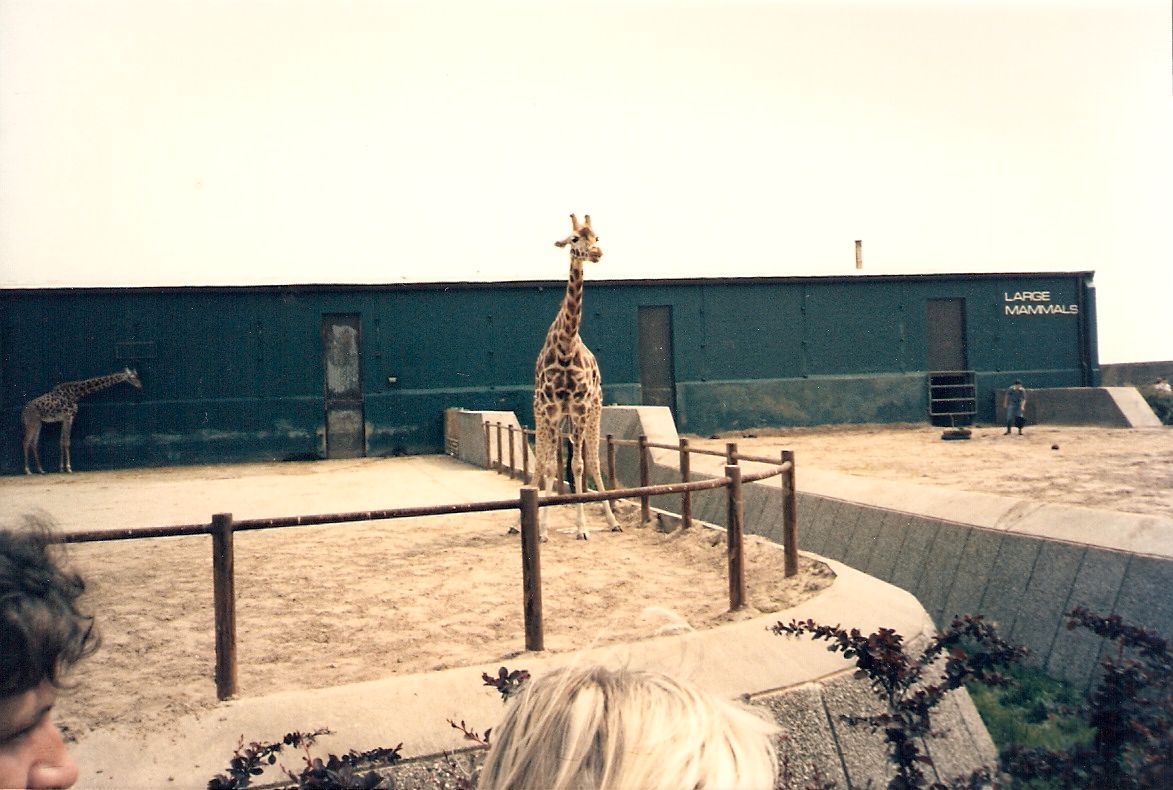 Giraffes at Blackpool Zoo, 25 May 1987