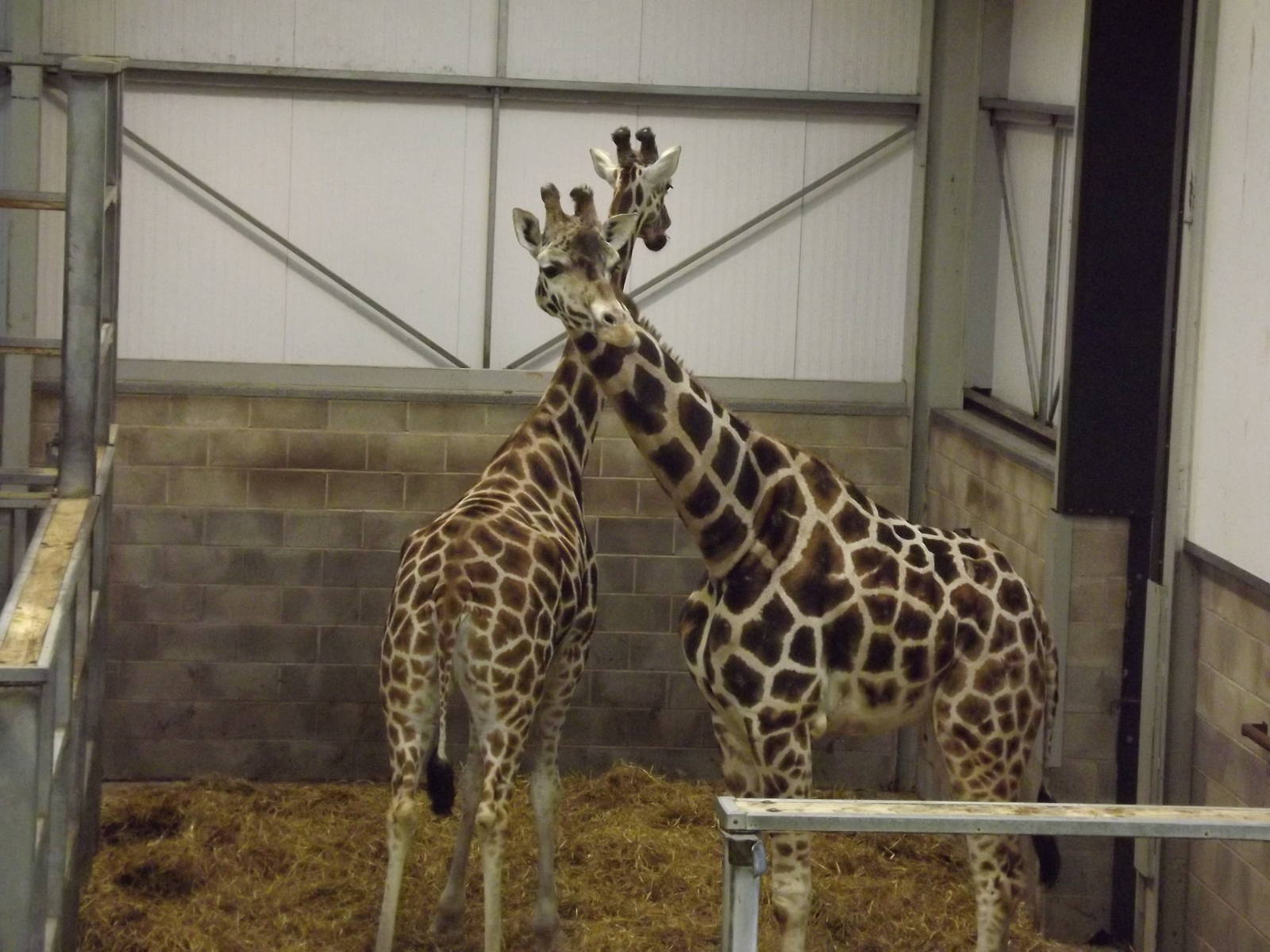Giraffes at Blackpool Zoo 26/02/12
