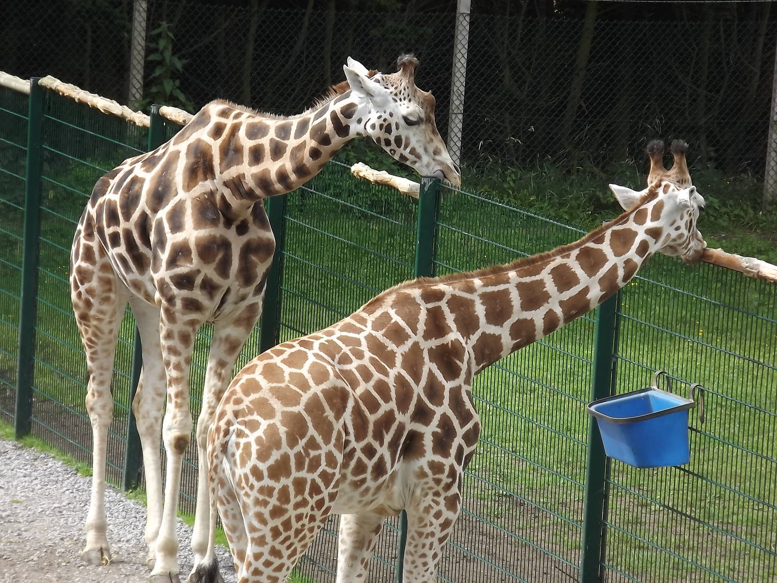 Giraffes at Blackpool Zoo 28/07/12