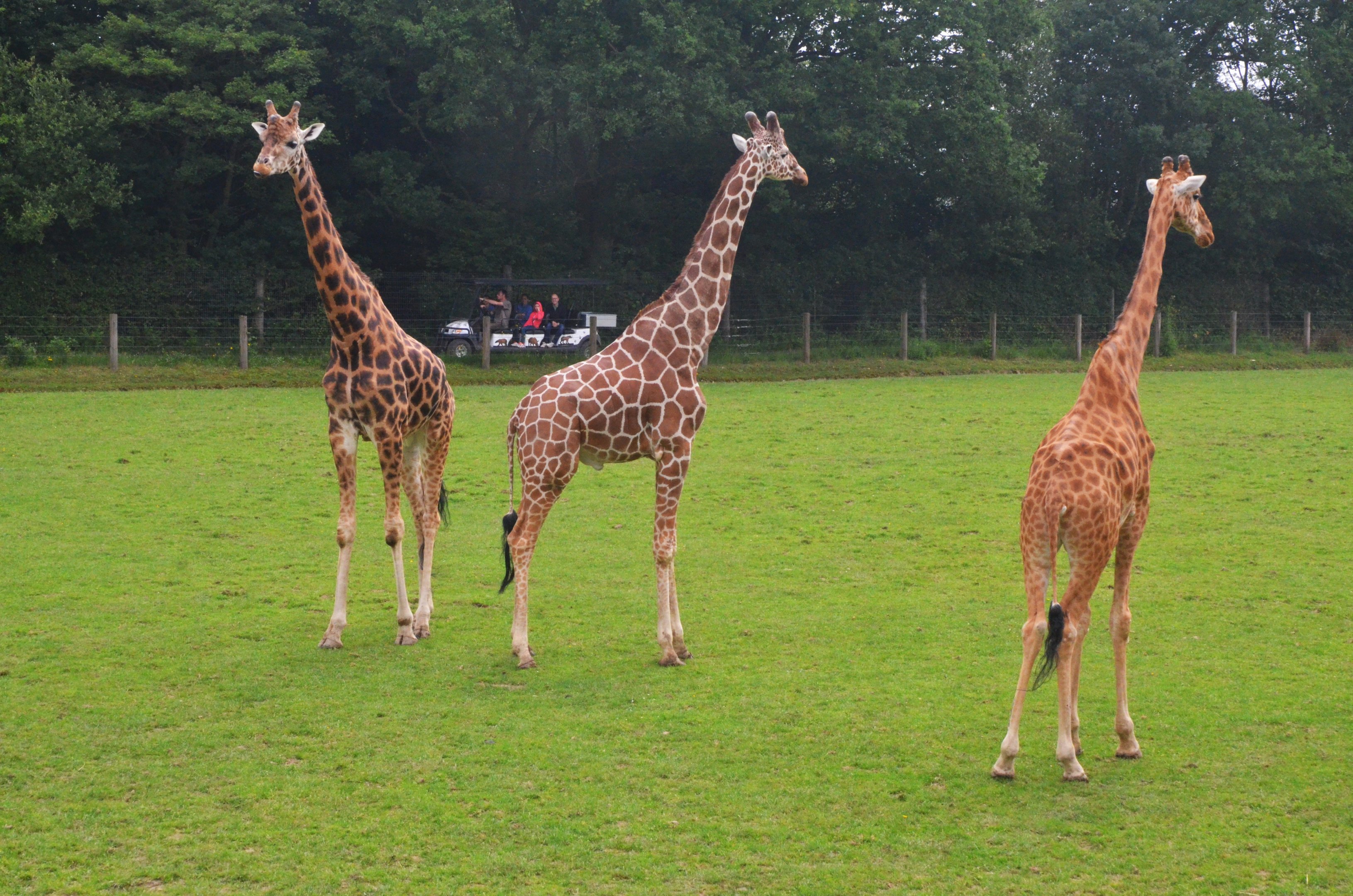 Giraffes at CERZA, 10/06/18