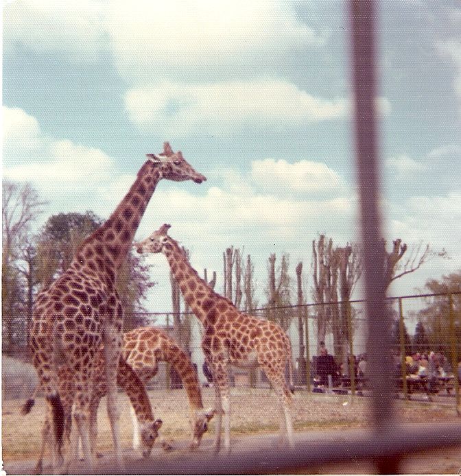 Giraffes at Chessington Zoo c. 1970s
