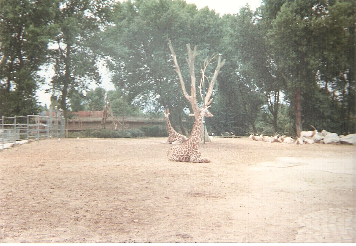 Giraffes at Chester Zoo, 16 July 1994
