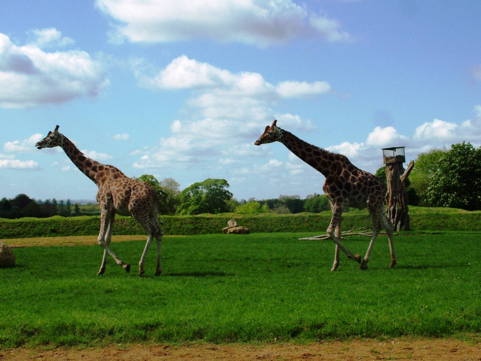 Giraffes at Cotswold WP, 12/05/12