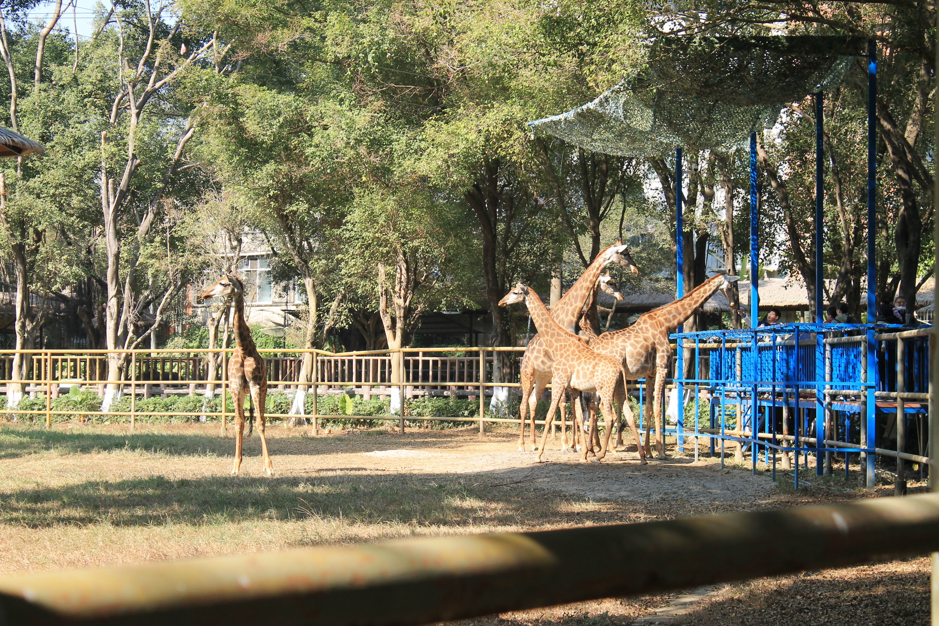 Giraffes at feeding platform