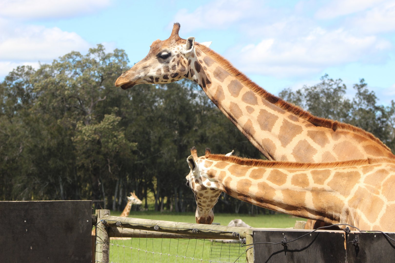 Giraffes at feeding station