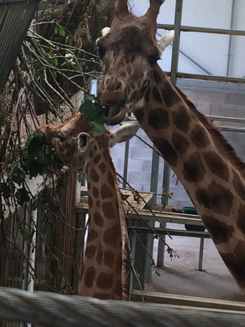 Giraffes at feeding time