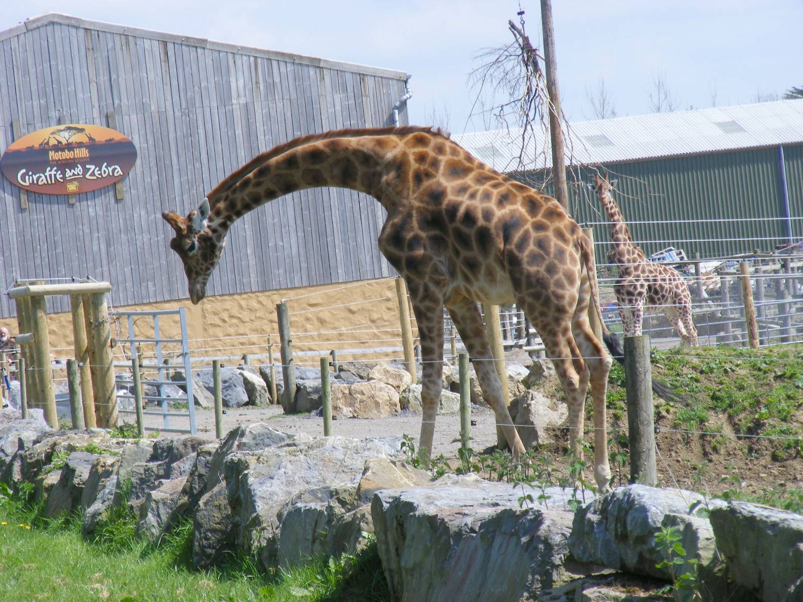 Giraffes at Folly Farm Zoo, 2 May 2010