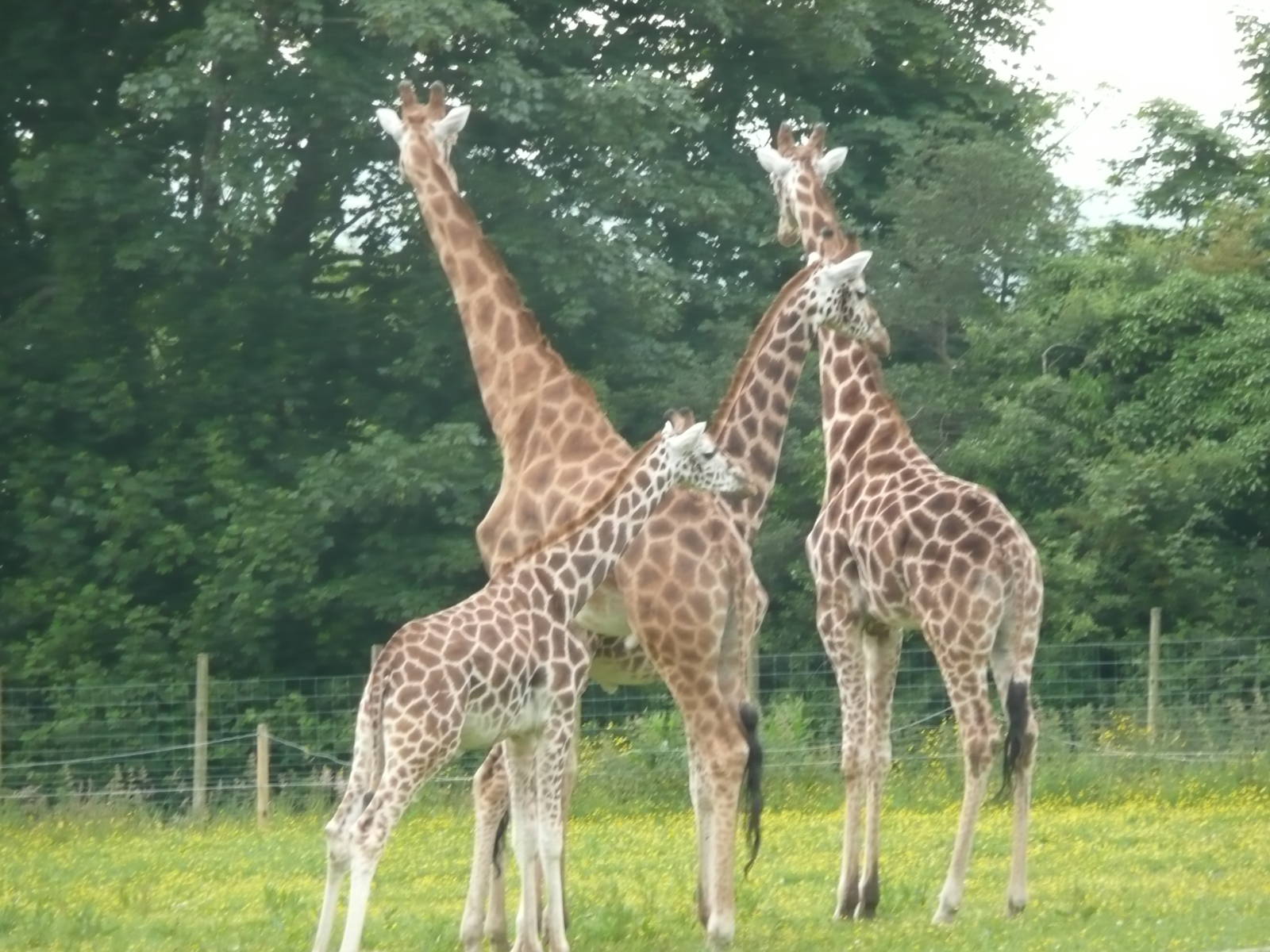 Giraffes at Folly farm