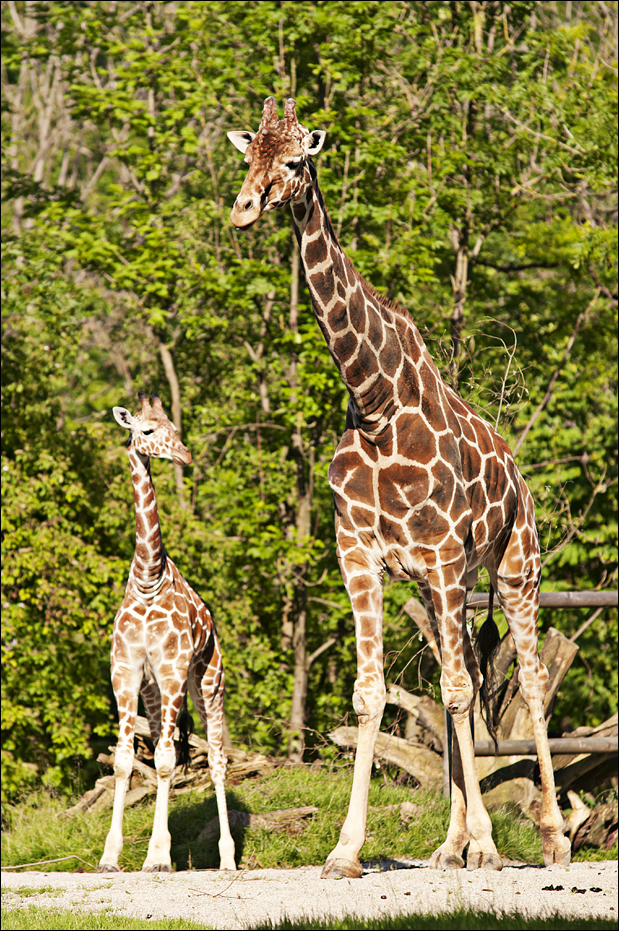 Giraffes at Hellabrunn, München