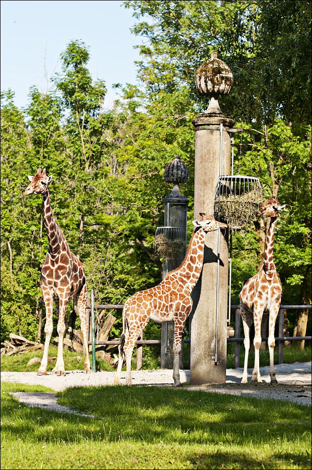 Giraffes at Hellabrunn, München
