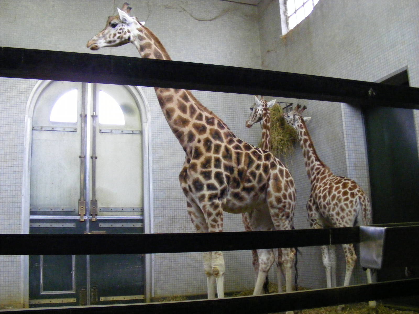 Giraffes at London Zoo, 15 January 2011