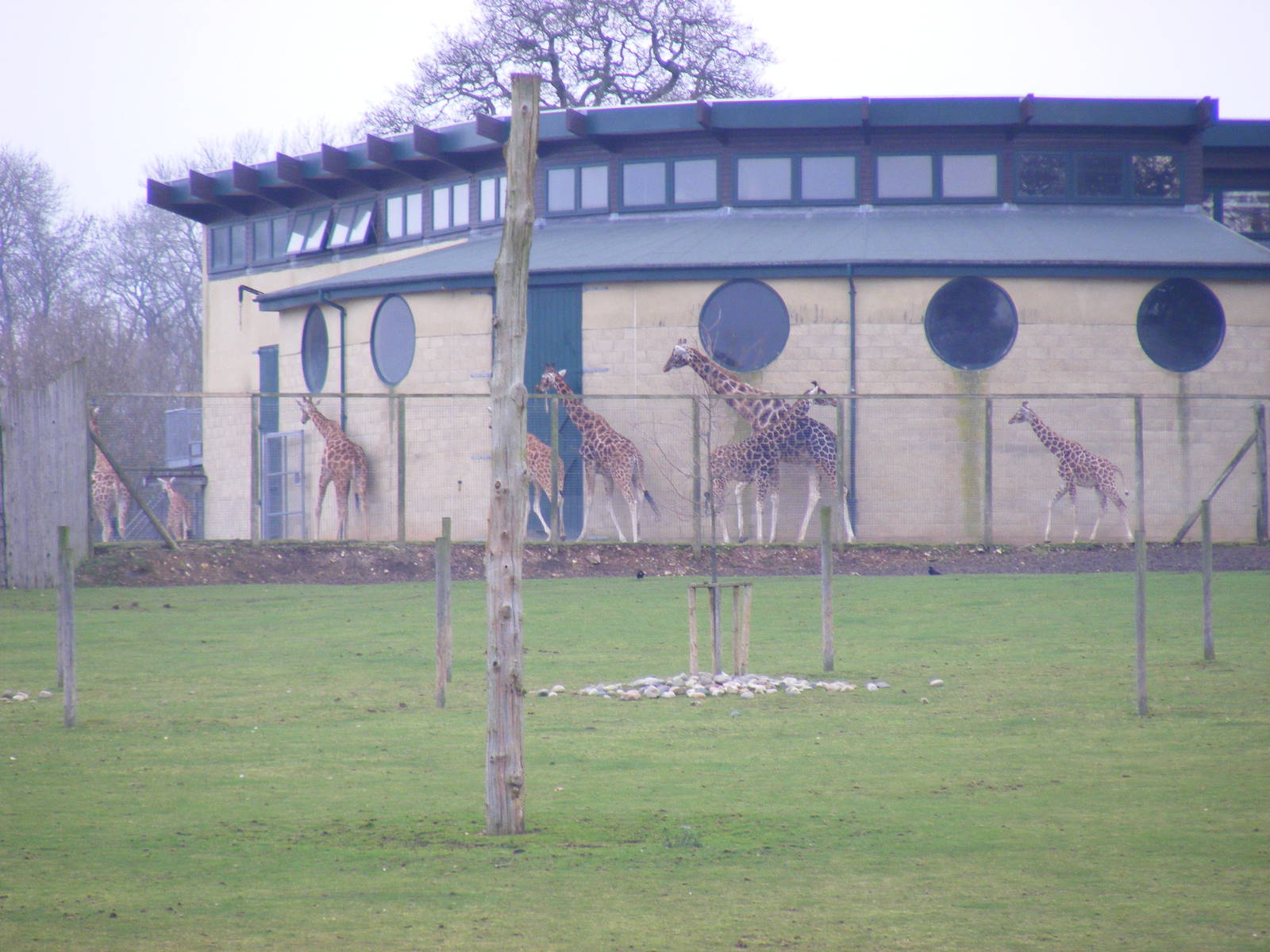 Giraffes at Marwell Wildlife, 23 January 2011
