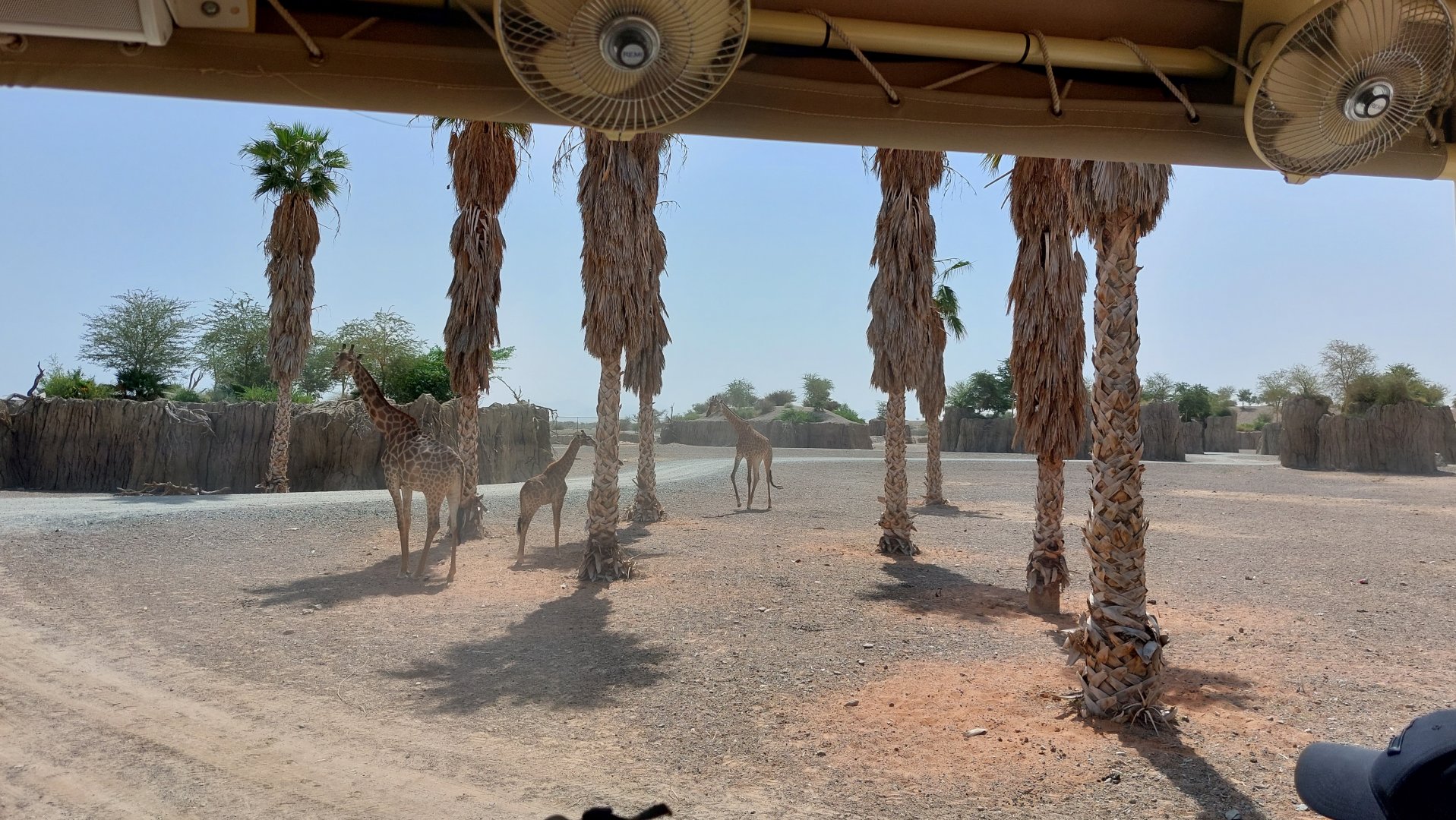 Giraffes at Moremi area