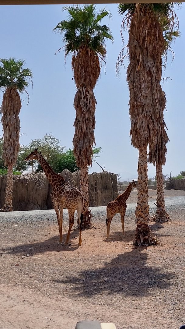 Giraffes at Moremi area
