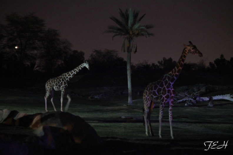 giraffes at night, Aug 10, 2013