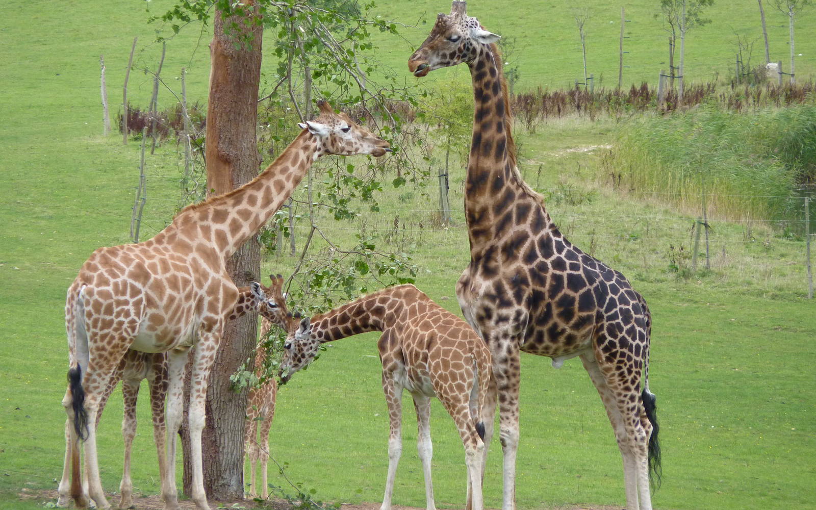 Giraffes at the Browse
