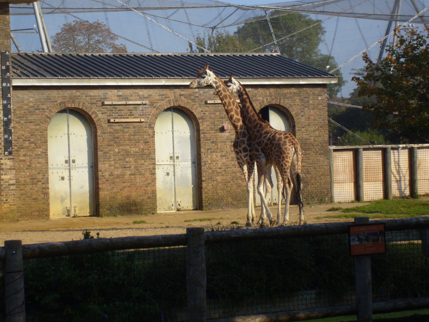 Giraffes at the Cotton Terraces