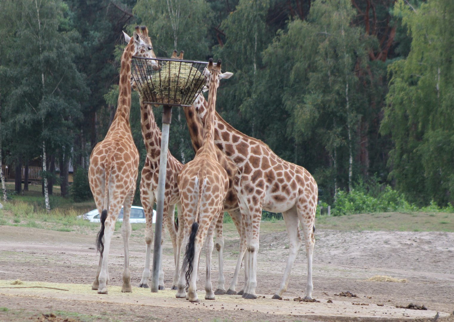 Giraffes at the feeding-place