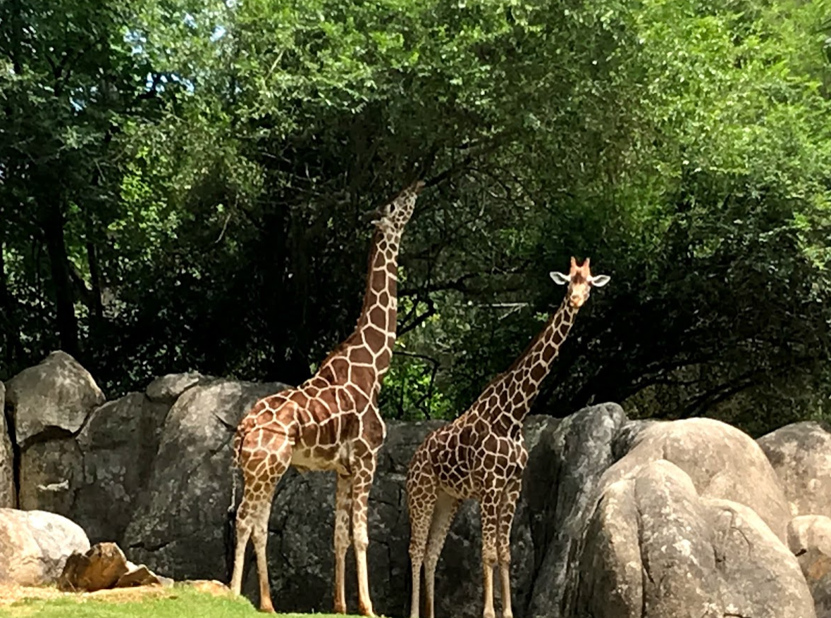 Giraffes at the North Carolina Zoo