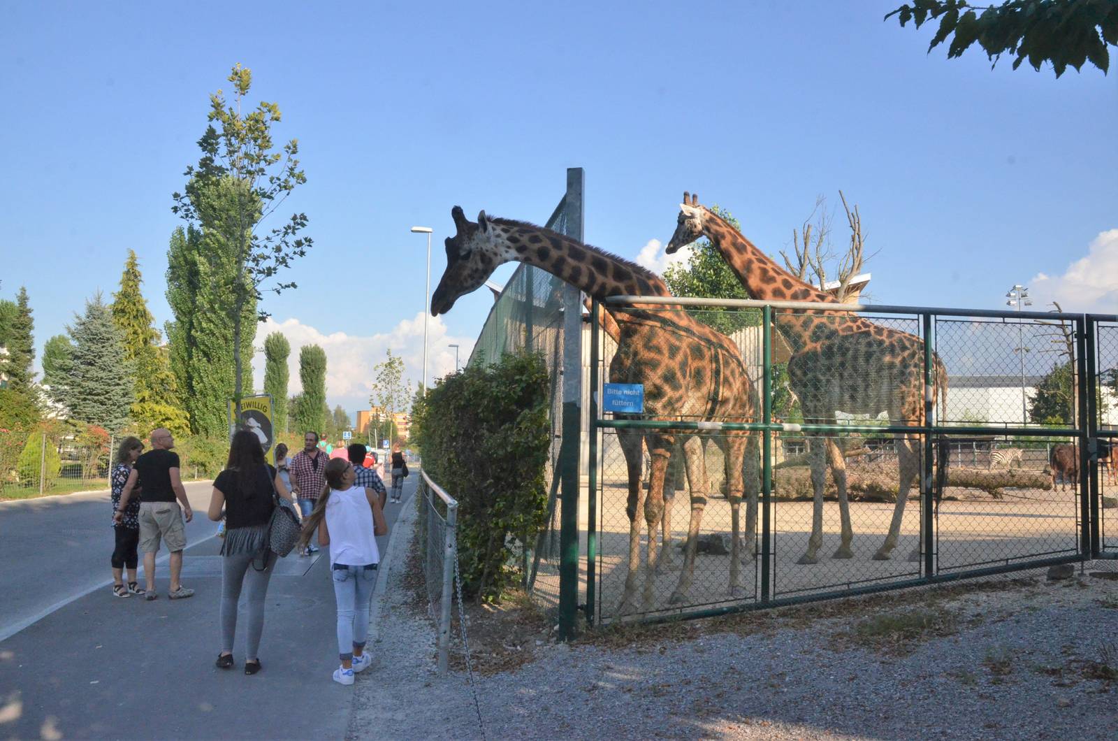 Giraffes at the Roadside at Knie Kinderzoo, 11/09/16