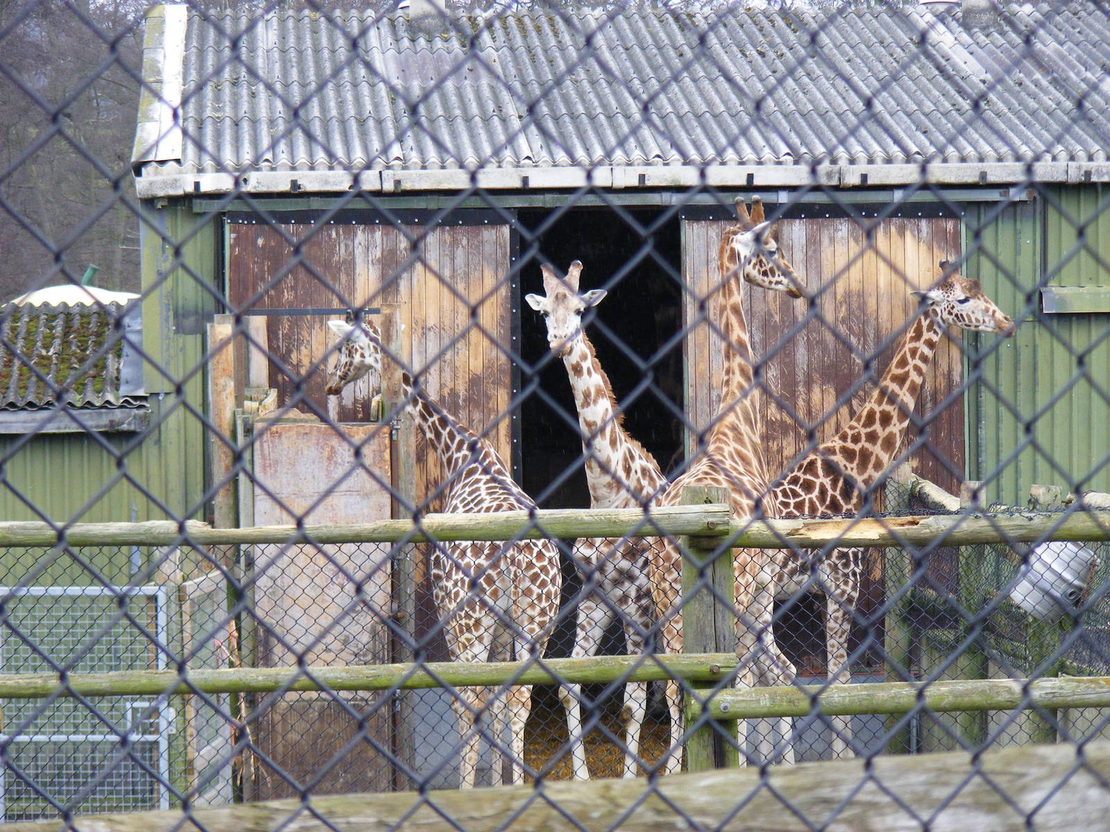 Giraffes at West Midland Safari Park, 13 February 2010