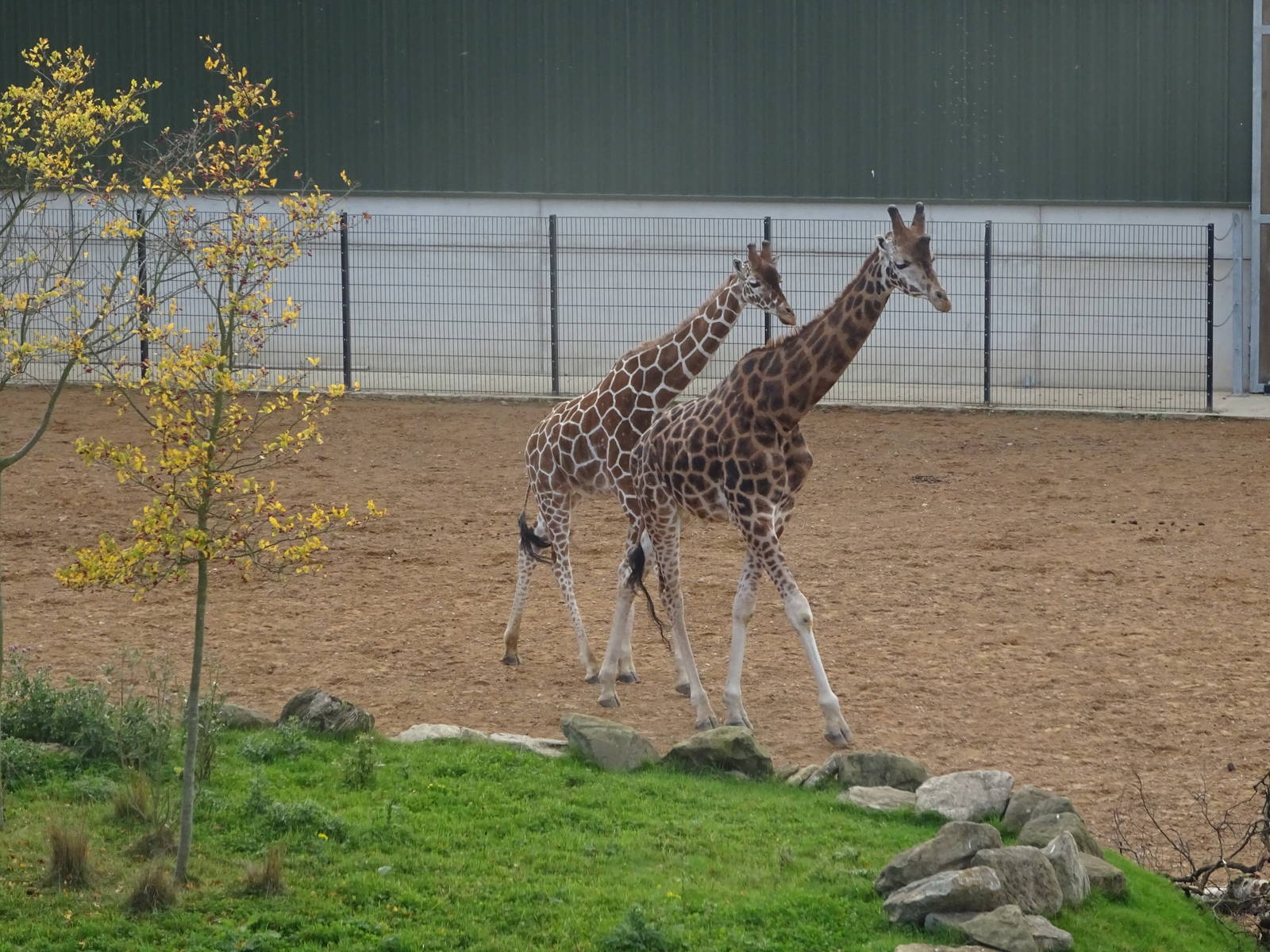 Giraffes at Yorkshire Wildlife Park