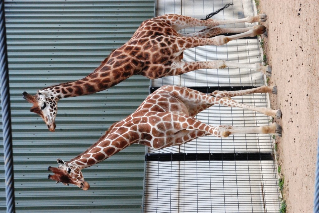 Giraffes at Yorkshire WP, 21/06/14