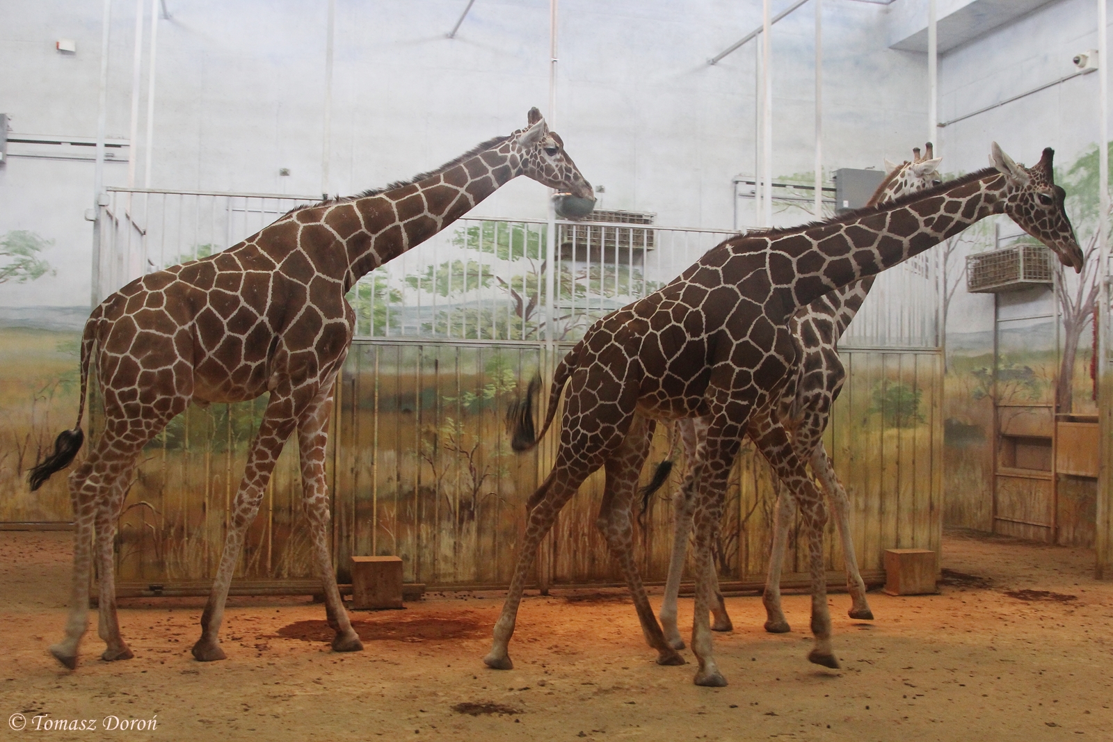 Giraffes at Zoo Zamosc; 30. Dezember 2014