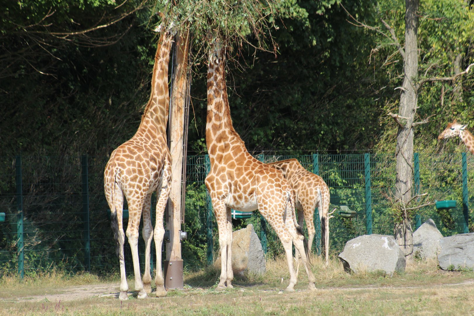 Giraffes Browsing