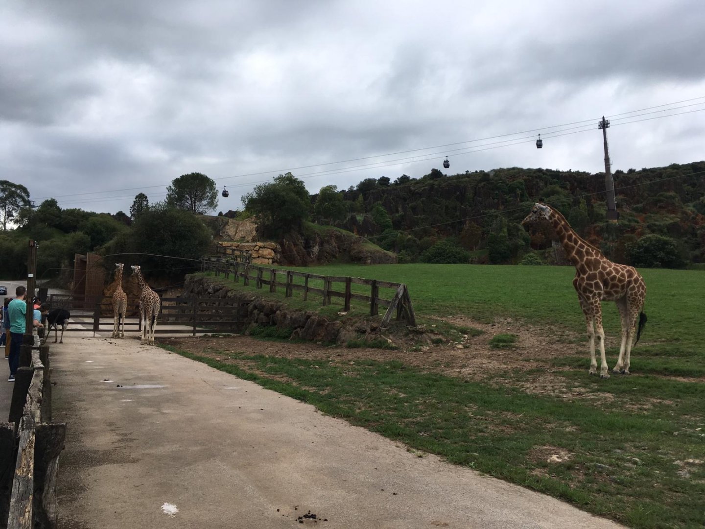 Giraffes-Cabarceno 2019