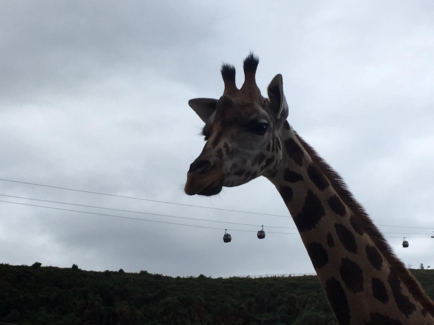 Giraffes-Cabarceno 2019
