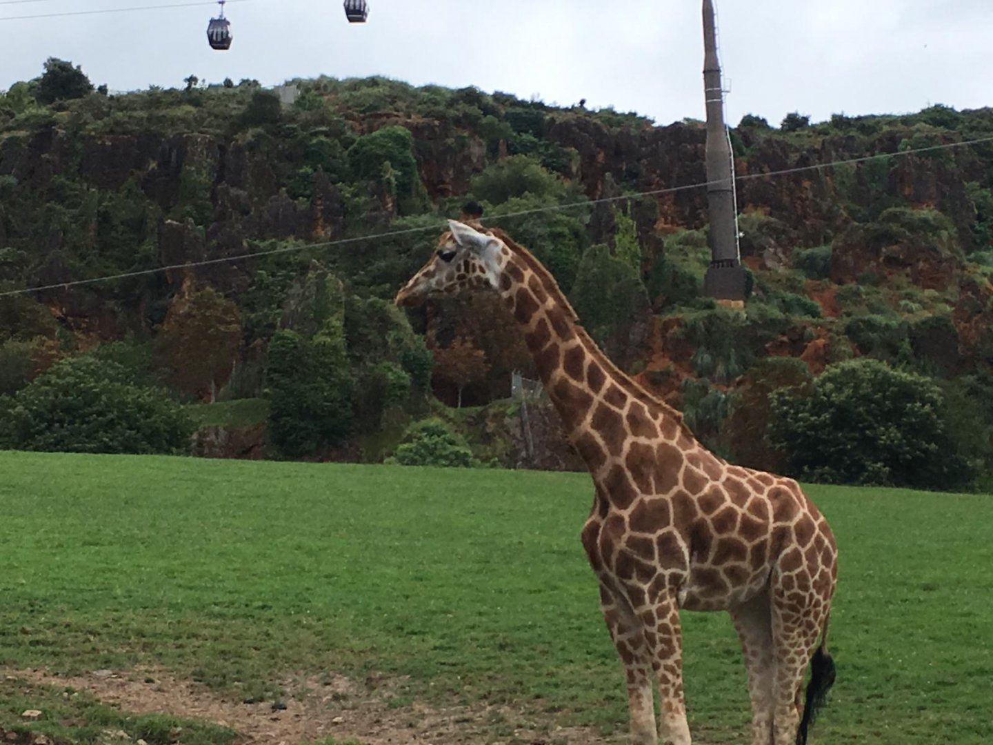 Giraffes-Cabarceno 2019