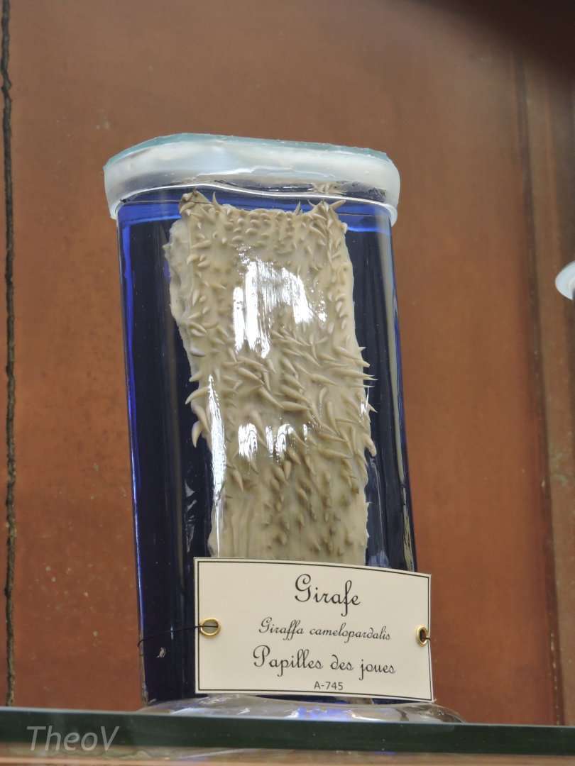 Giraffe's cheek taste buds [2015]