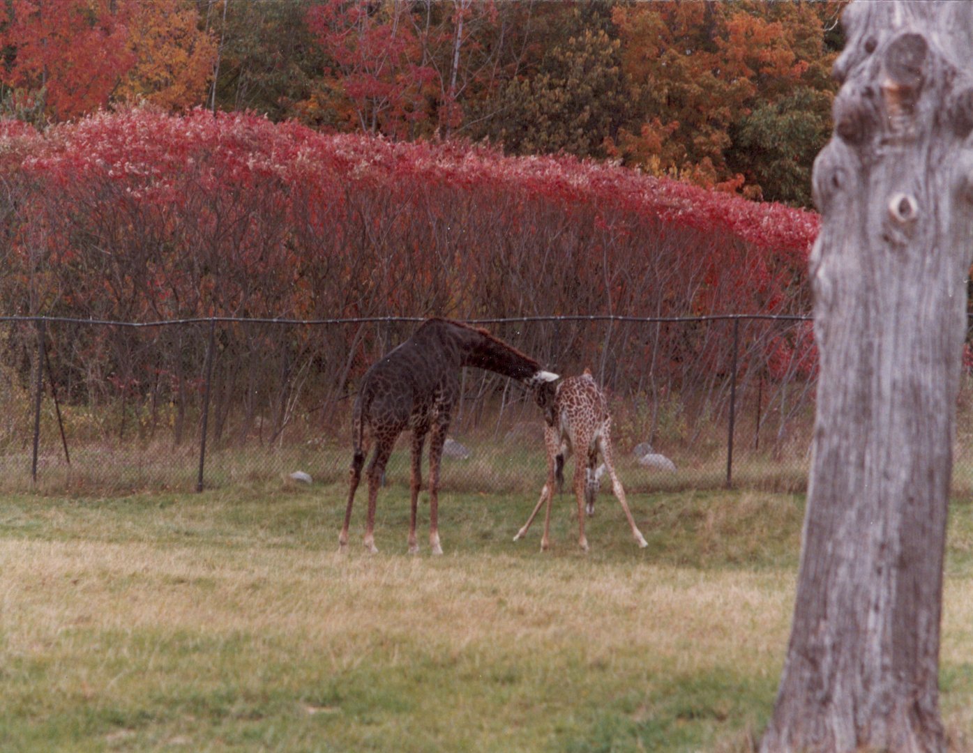 Giraffes circa 1990s