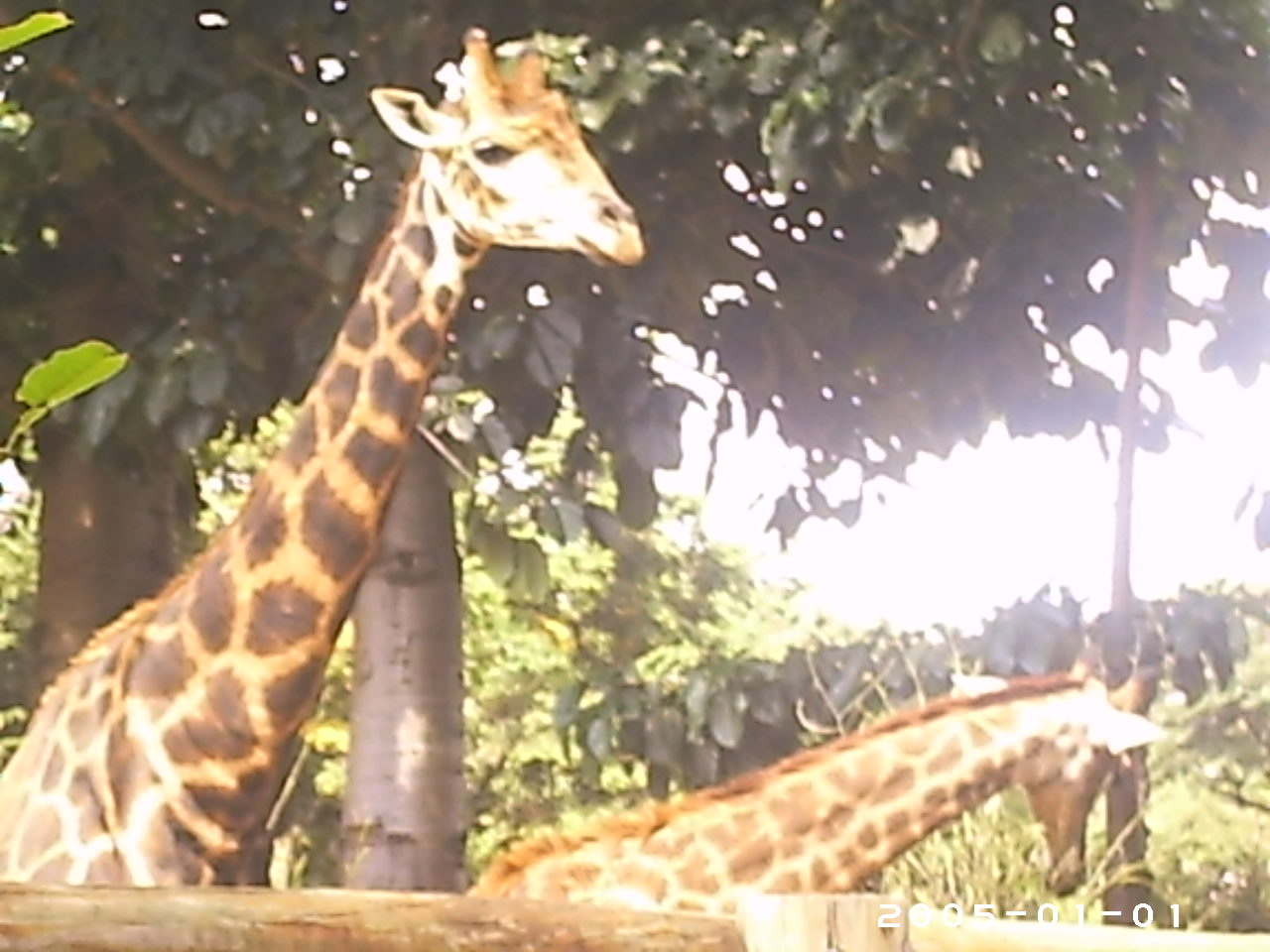 Giraffes (circa 2005) - Belo Horizonte zoo