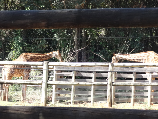 Giraffes (circa 2013) - Belo Horizonte zoo
