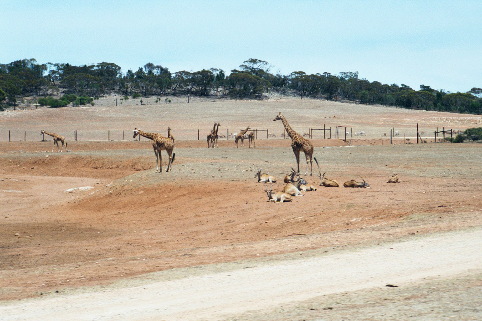 Giraffes - Dec 2002