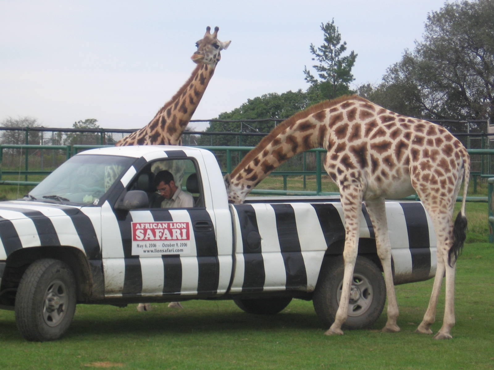 Giraffes Eating Out of a Car