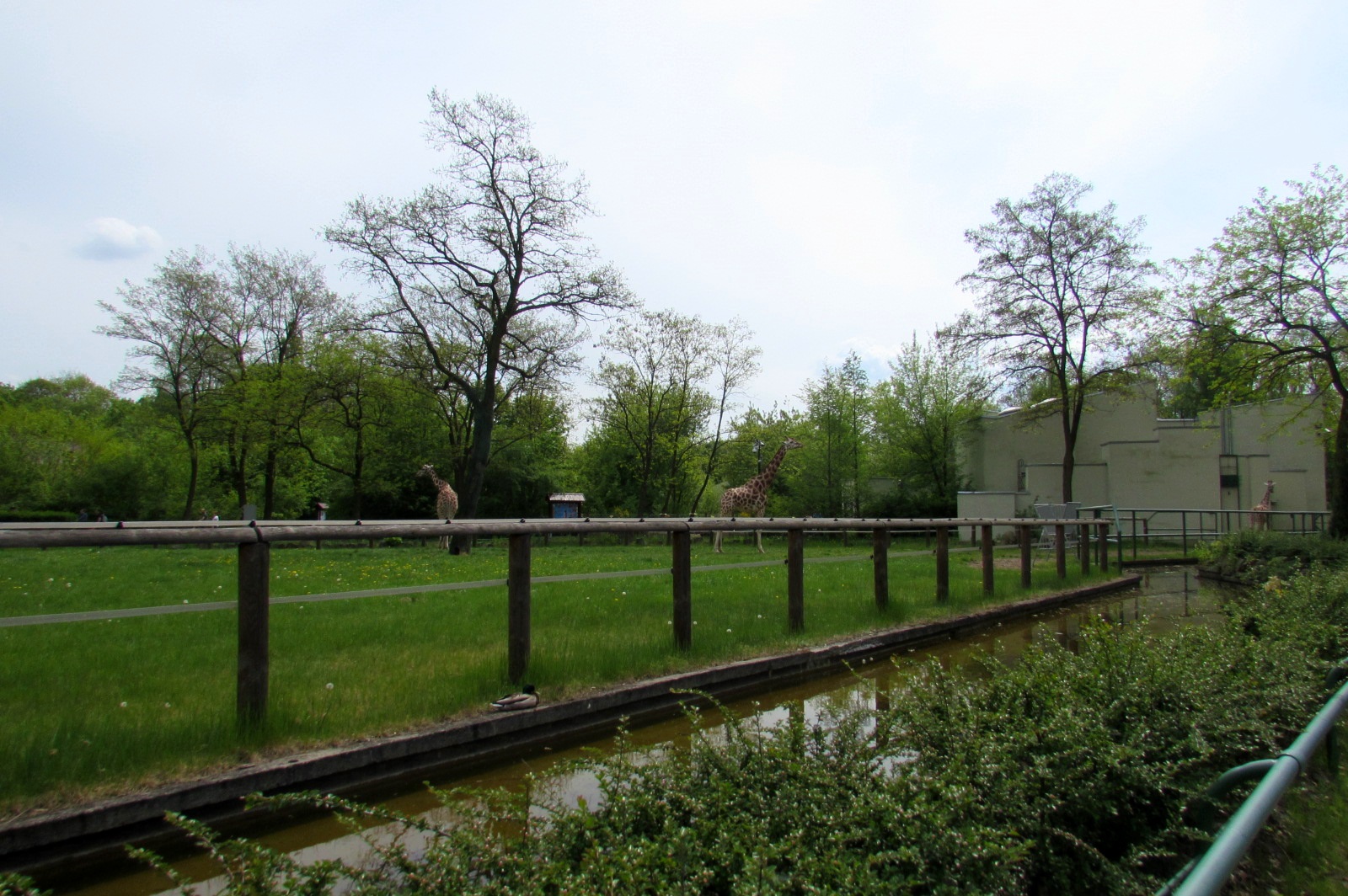 Giraffes enclosure - 05/2015