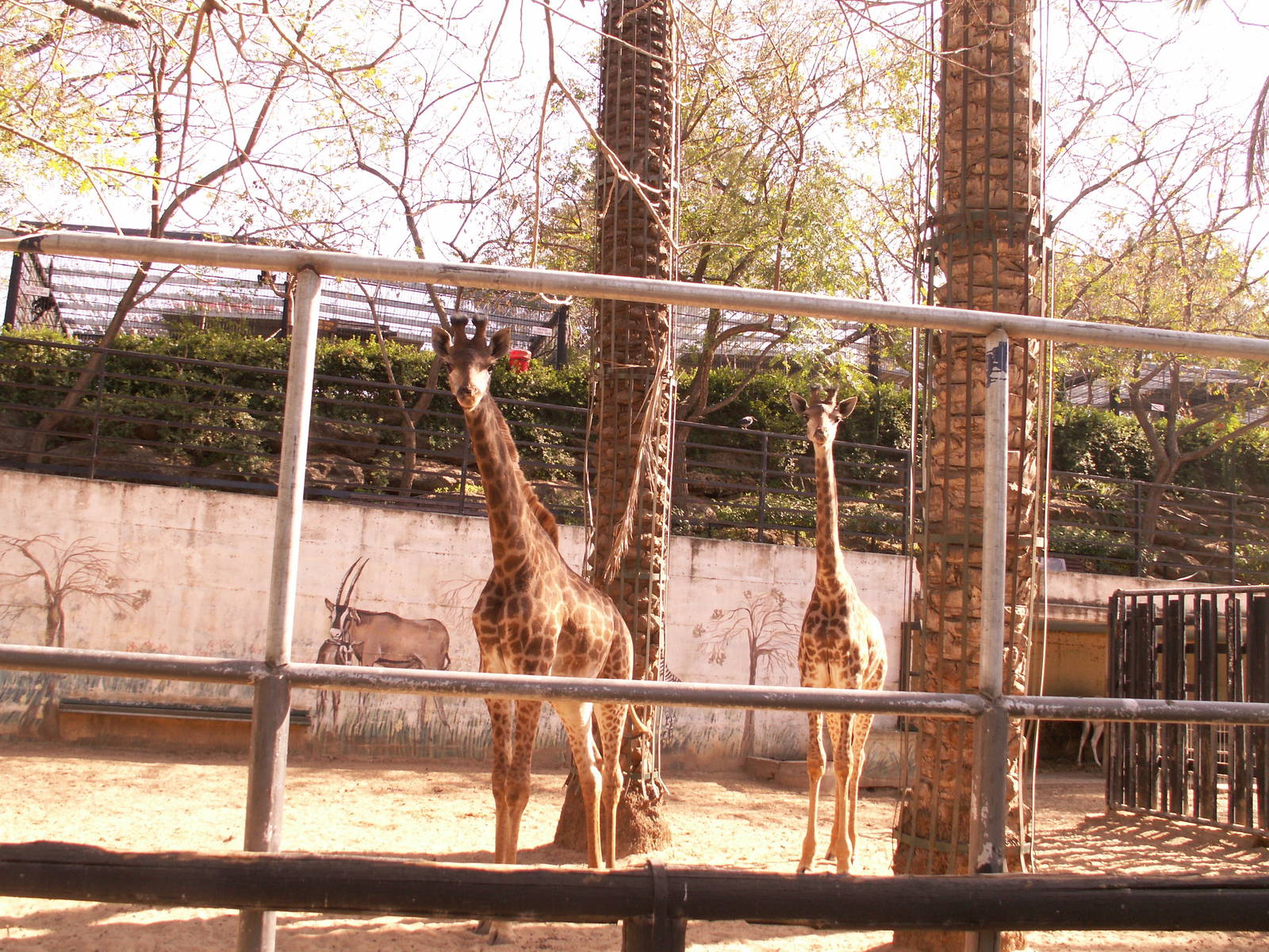 giraffes exhibit