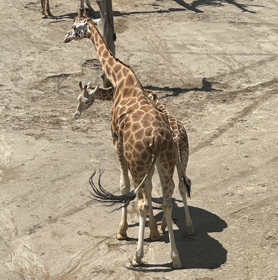 Giraffes (Father and Son)